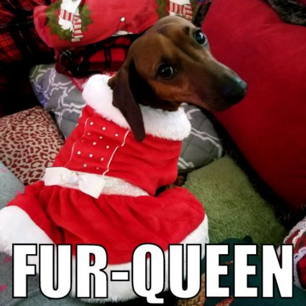 Meet your Posher, Fur-Queen